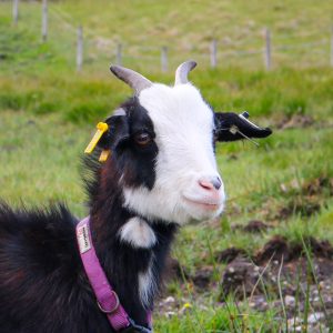 Picture of Holly