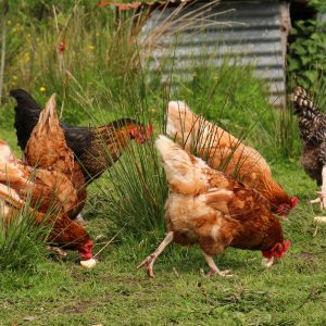 Picture of Chuck's Chicks