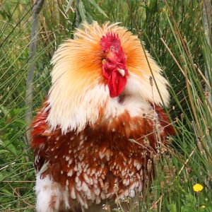 Picture of Chuck